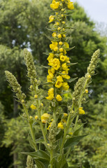 Large Flowered Mullein , Mullein, Verbascum densiflorum