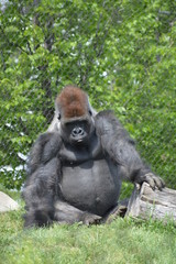 Western Lowland Gorilla