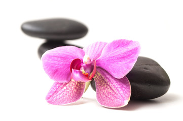 Fototapeta premium zbliżenie pięknej orchidei na bilans czarnego kamienia na białym tle