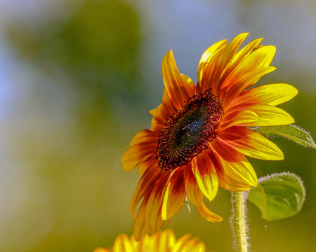 Closeup of a Brilliant Yellow Sunflower facing upward left toward the sunlight 