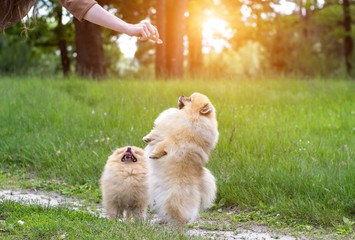 Beautiful funny Spitz eating with his hands standing on his hind legs.