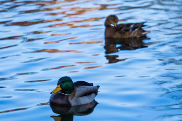 Male and female mallard swimming around in a pond with some beautiful reflections in the blue water.