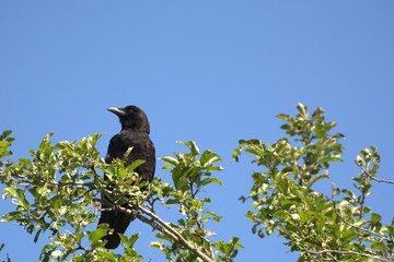 American Crow on Tree