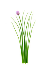 Fresh green chives, garden herbs, with their purple flowers Isolated against a white background.