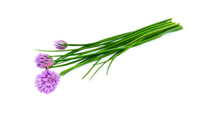 Fresh green chives, garden herbs, with their purple flowers Isolated against a white background.