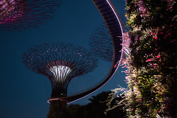 Singapore trees