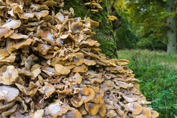 Wild mushroom with beautiful colors growing lustfully on a green mossy tree in Jaegersborg dyrehave in Copenhagen, Denmark. 