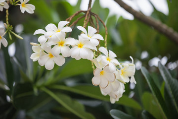 Plumeria (frangipani). This is a national Thai flower