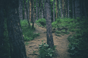 Obraz premium National Park of Kislovodsk rise of the serpentine