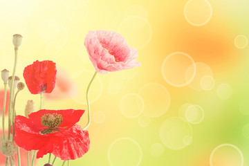 Fototapeta na wymiar Abstract natural summer or spring floral background with bunch of red and pink poppy flowers with copy space