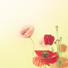Abstract natural summer or spring floral background with bunch of red and pink poppy flowers with copy space