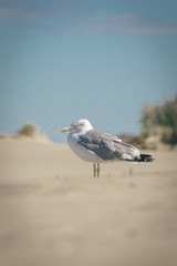 Mouette