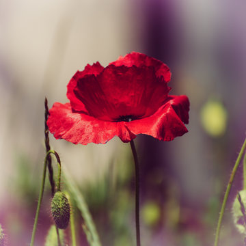 Red poppy flowers blooming in the green grass field, floral natural spring background, can be used as image for remembrance and reconciliation day