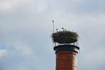 Three young white storks with open beaks sitting on nest placed on chimney made of red bricks,...