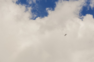 The bird flies high in the sky amidst amazing clouds.