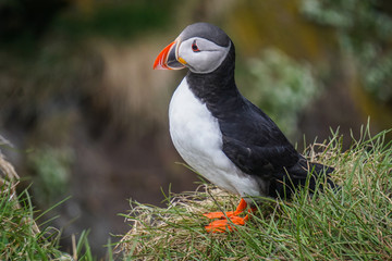 Fototapeta premium Beautiful puffins in Borgarfjörður Eystri, Iceland