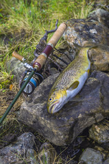 Fishing. Caught brown trout fish and spinning tackle on river stone