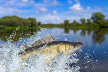 Fishing. Zander (sander) fish jumping with splashing in water