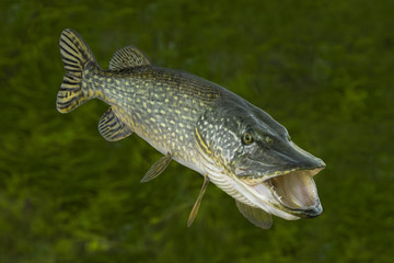 Fishing. Big live pike fish isolated on natural green background