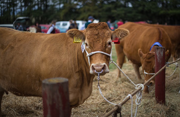 Red Devon brown cows tied up at an agricultural show