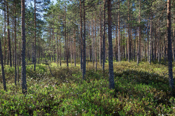 Forest and marshland at the Puurijärvi and Isosuo National Park in the Pirkanmaa and Satakunta regions of Finland on a sunny day in the summer.
