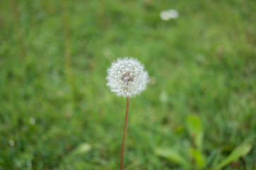 Dandelion against green grass background, symbol of good luck