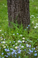 Small flowers in front of tree stem