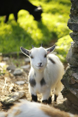 Goat on a meadow