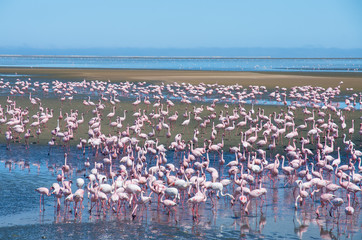 Big group of flamingos at Atlantic Ocean in Walvis Bay, Namibia