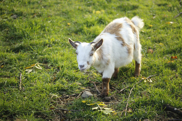 Obraz premium goat on the meadow
