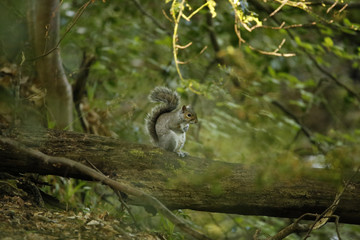 great grey squirrel on branch