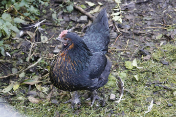 chicken