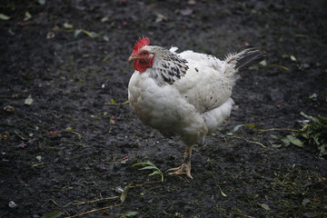 rooster in the farm