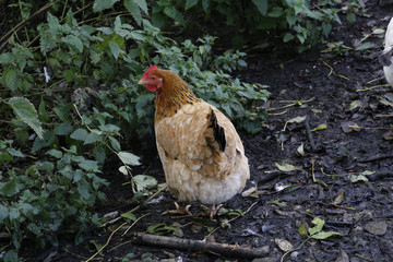 chicken in the farm