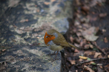 robin red breast