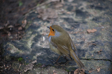 robin on the ground