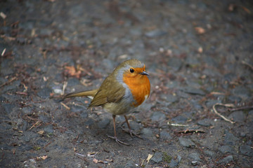 robin red breast