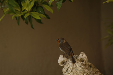 robin on a branch