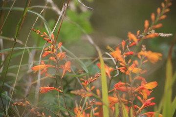 orange flower in the grass