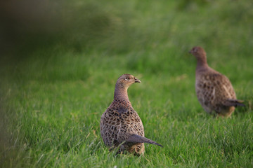 Phesants in the grass