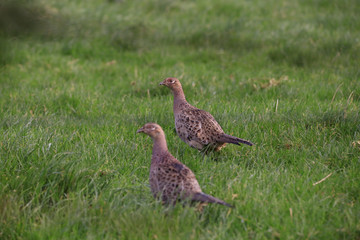 Pheasants in the grass