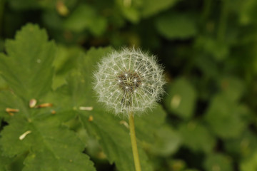 dandelion in the grass