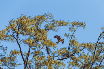 The flight of the eagle is high above the trees.