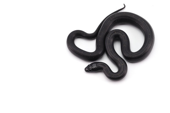 King snake isolated on white background