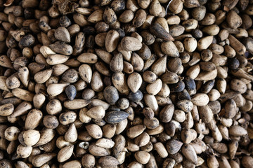 Close up of seeds of Murumuru (Astrocaryum murumuru Mart), a species of Amazon nuts used in the manufacture of cosmetics.