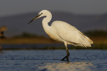 Little egret fishing in a pond in Zimanga Game Reserve in South Africa