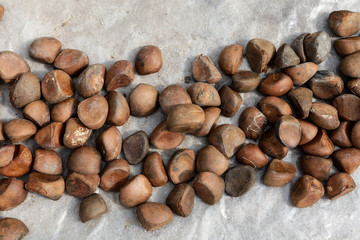 Close up of Andiroba seeds, used for their medicinal properties.