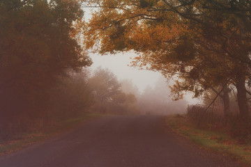 Fototapeta na wymiar Rural foggy autumn landscape with car road and red trees. Seasonal fall silence mood.