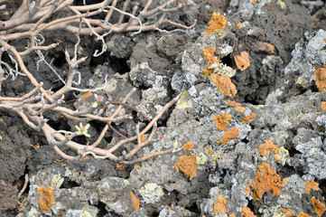 Lanzarote, Vulkangestein, Pflanzen