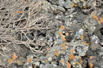 Lanzarote, Vulkangestein, Pflanzen